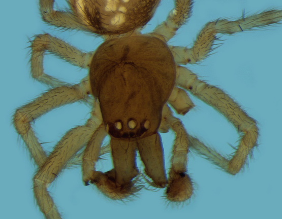 Datei:Lathys sexpustulata m fr 1,91mm Sigean Frankreich POger.jpg