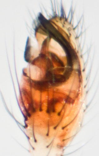 Datei:Phylloneta impressa Ped 8-05110.jpg