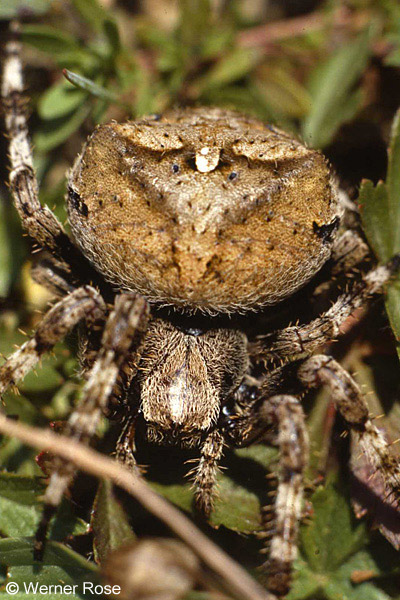 Datei:Araneus angulatus 31 1024.jpg