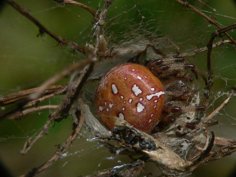 Datei:Araneus quadratus 10 1024.jpg