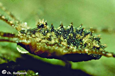 Astrobunus helleri 1024.jpg