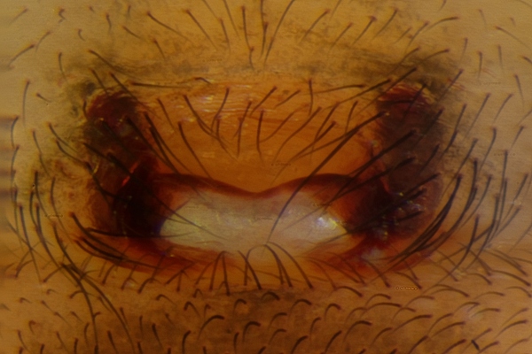 Datei:Metellina merianae 2014-10-11 Hobbersdorfer Gehege Epigyne.jpg