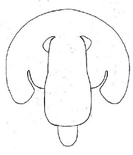 Datei:Oryphantes angulatus Epiyne HLoevbrekke.jpg