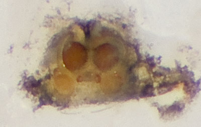 Datei:Coracina Reinstaedt 08-05 07-Vulva.jpg