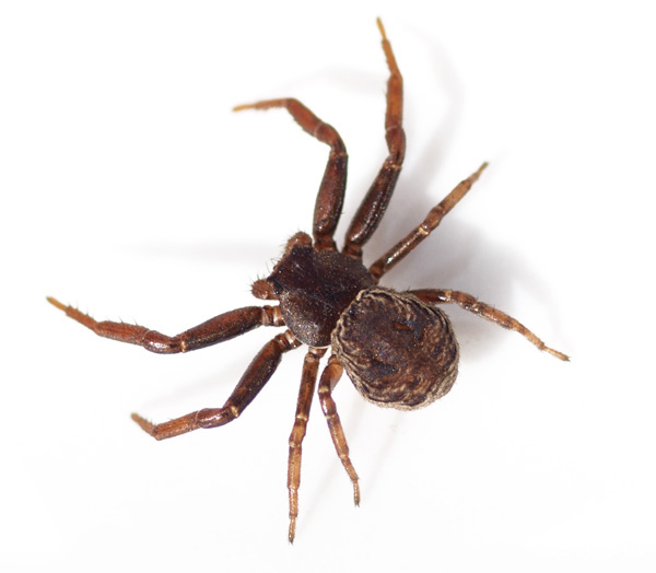 Datei:Coriarachne depressa hunn 1 600.jpg