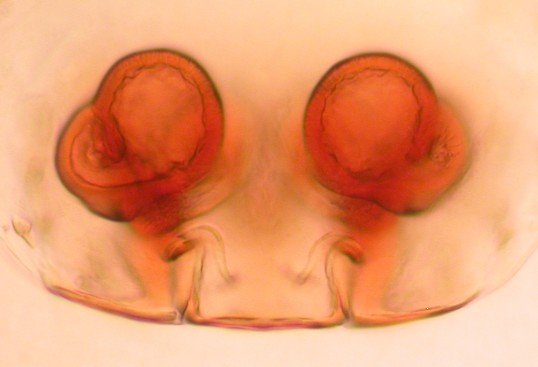 Datei:Jacksonella falconeri w vulva dorsal 1,1mm 2211 AFjellberg.jpg