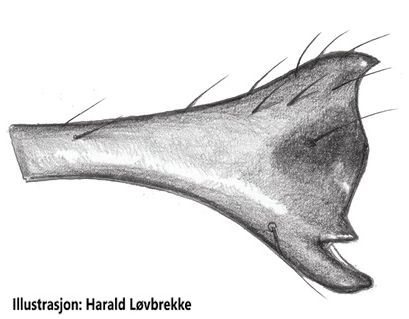 Datei:.Erigone longipalpis palp tibia prolateral HLovbrekke.jpg