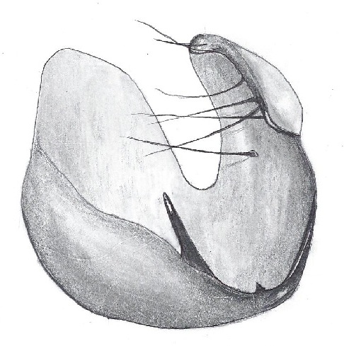 Datei:Anguliphantes angulipalpis, paracymbium.jpg