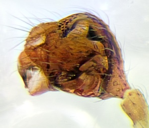 Datei:Erigonella hiemalis 2014-03-29 Beidendorf m pedi-links.jpg