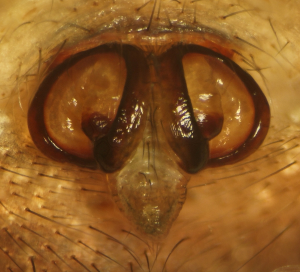 Datei:Gomoeda epigyne.jpg