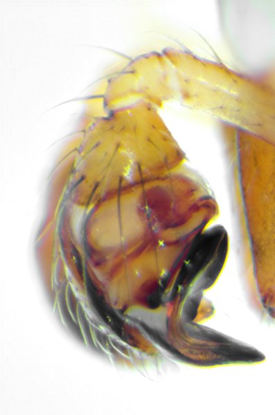 Datei:Parasteatoda tepadariorum 25.10.2012 Luebeck Altstadt m pedil-1.jpg