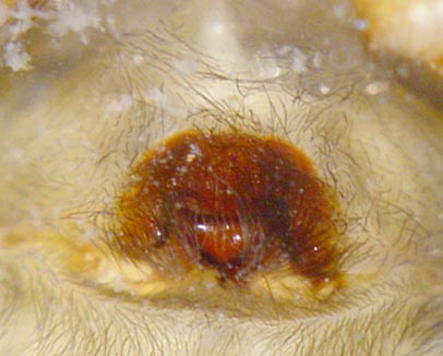 Datei:Amaurobius ferox 2 1024.jpg