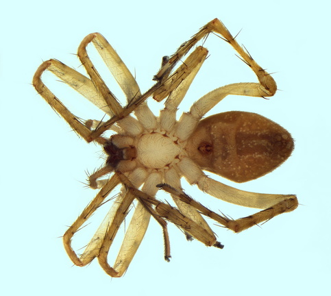 Datei:Anyphaena numida w ve 5,75mm Saint-Quen anDeckeimHaus France POger.jpg