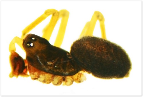 Datei:Araeoncus crassiceps m 1,6mm Sumpf MFarlund.jpg