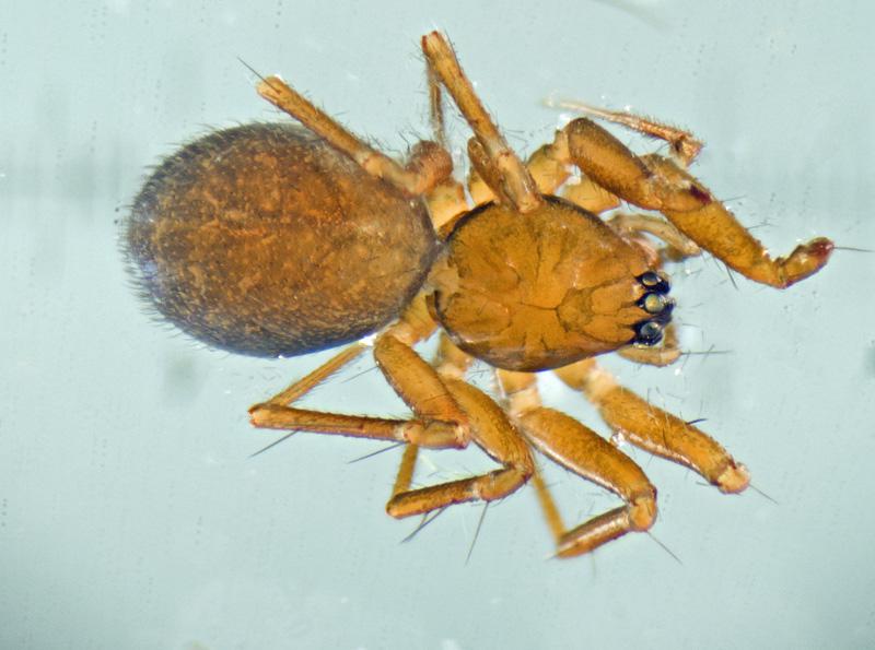 Datei:Mansuphantes fragilis w do JGuttenberger.jpg