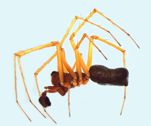 Datei:Neriene hammeni m la 5,08mm Krautschicht Cessieres FR 17Jun12 POger.jpg