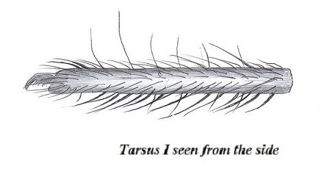 Datei:Pardosa purbeckensis tarsus I female HLovbrekke.jpg