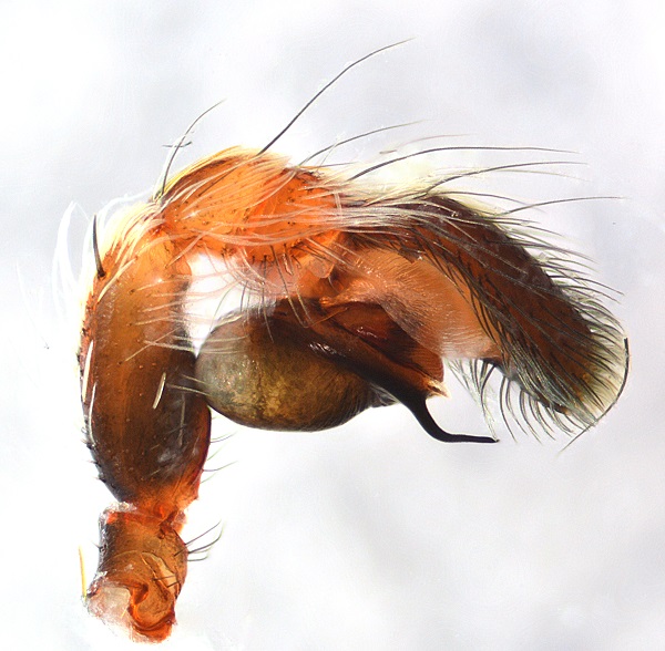 Datei:Pseudicius encarpatus m pedi Pfahl Burgenland WOertel.jpg