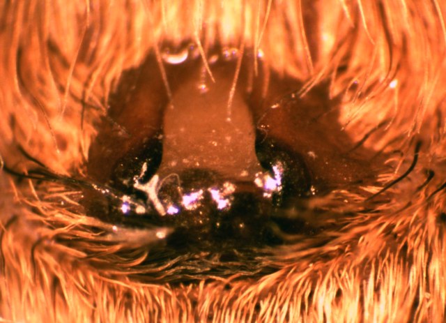 Datei:Epigyne D. plantarius..jpg