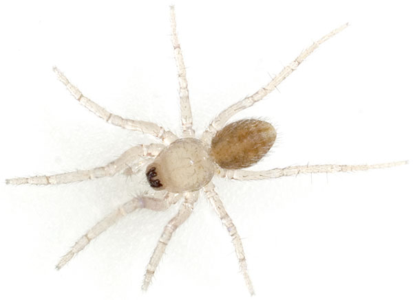 Datei:Fuscus Goethetal 07-10 03.jpg