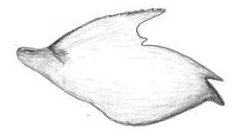 Datei:Agyneta subtilis Lamella rechter Pedipalpus HLoevbrekke.jpg