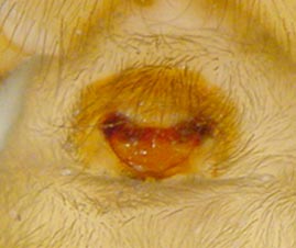 Datei:Amaurobius fenestralis 6 1024.jpg