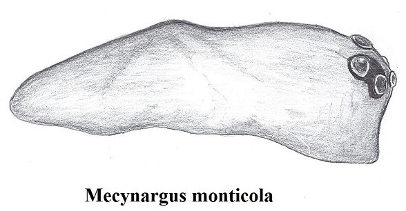 Datei:Mecynargus monticola m Kopf HLoevbrekke.jpg