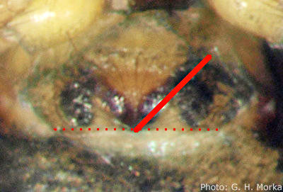 Datei:Metopobactrus prominulus 1,5mm Epigyn unterStein auf 1000m GHMorka-markiert.jpg
