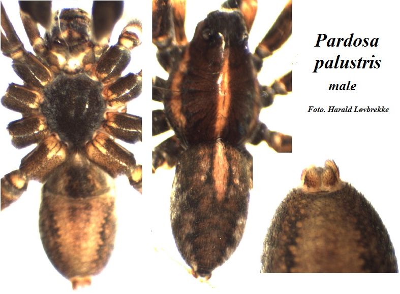 Datei:Pardosa palustris male habitus HLovbrekke.jpg