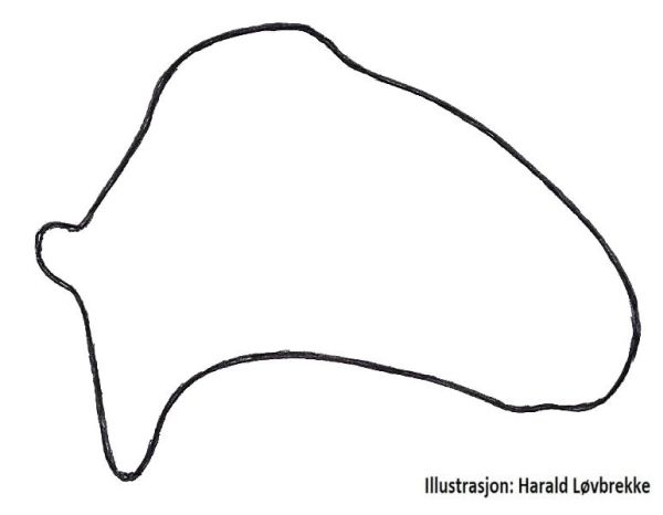 Datei:Agyneta suecica cymbium prolateral HLovbrekke.jpg