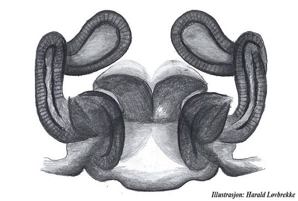 Datei:Alopecosa barbipes vulva dorsal HLovbrekke.jpg