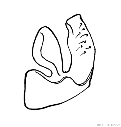 Datei:Improphantes decolor paracymbium illustrasjon GHMorka.jpg