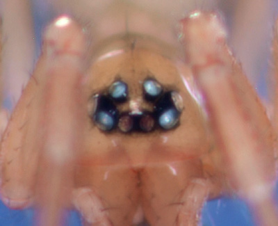 Datei:Maro sublestus w augen GHMorka.jpg