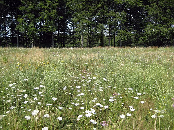 Datei:Camp astrid probsteier wald 01.jpg