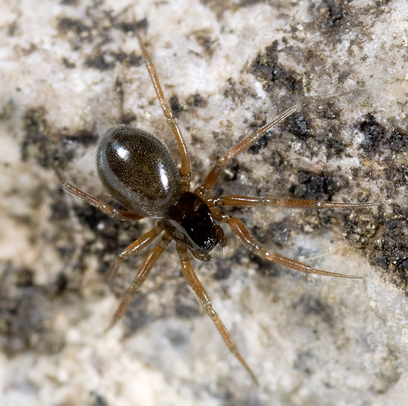 Dismodicus elevatus Wiki der Arachnologischen Gesellschaft e. V.