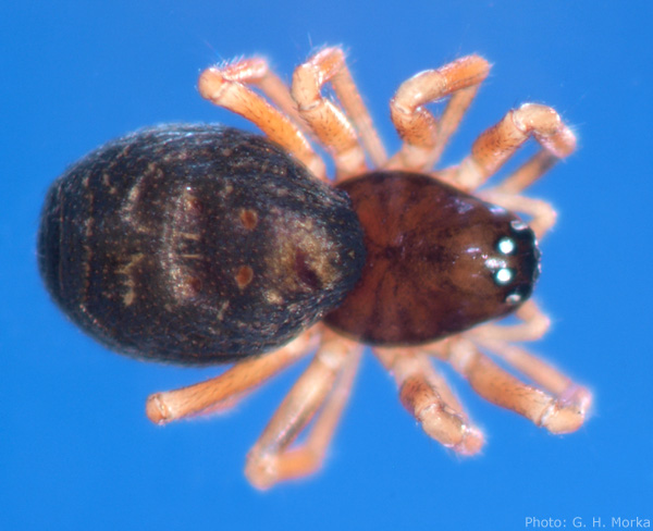 Datei:Parapelecopsis nemoralis w do 1,4mm GHMorka.jpg