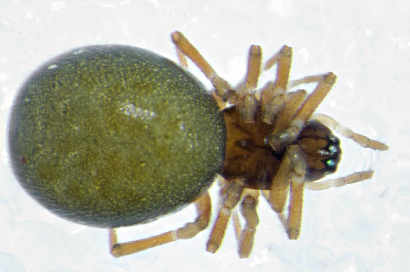 Datei:Diplocephalus permixtus Naturstrand Schnellmarkerholz dorsal.jpg