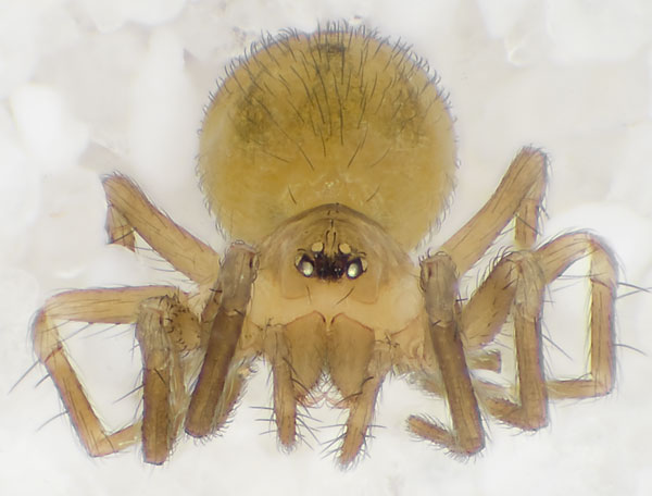 Datei:Hahnia-candida Schmieden 09-03 09.jpg