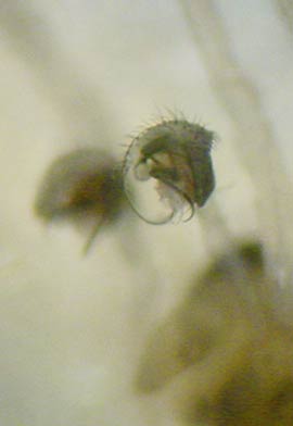 Datei:Pocadicnemis juncea 5 1024.jpg