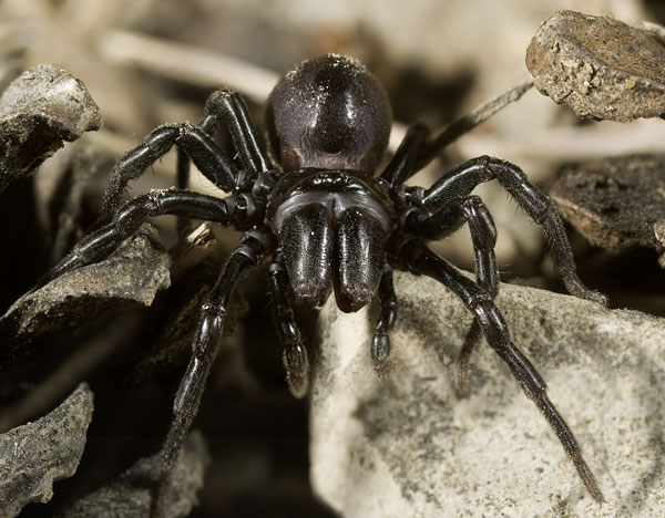 Datei:Atypus-piceus Terrarium 09-03 04.jpg