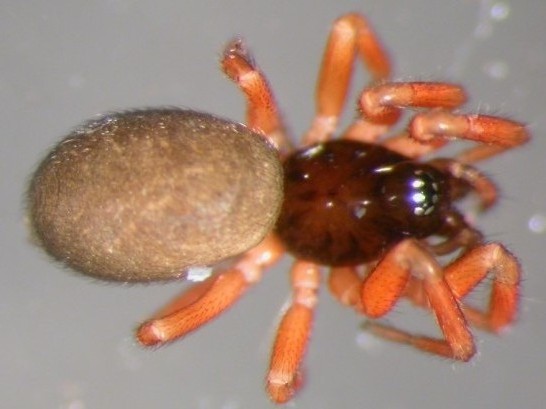 Datei:Walckenaeria nodosa w do Holtesetra 28.10.2010 AFjellberg.jpg