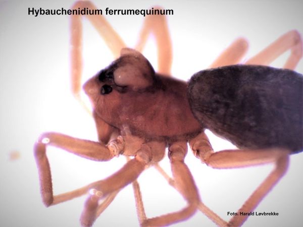 Datei:Hybauchenidium ferrumequinum m side HLovbrekke.jpg