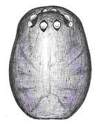 Datei:Meioneta rurestris male Kopf HLoevbrekke.jpg