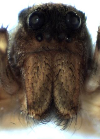Datei:Pardosa lugubris female front HLovbrekke.jpg