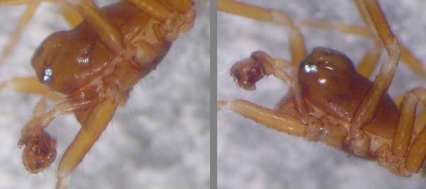 Datei:Thyreosthenius parasiticus m MLemke Palpen 1024.jpg