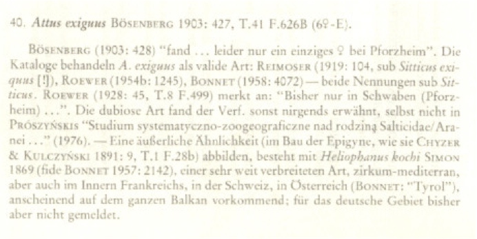 Datei:BraunExiguus.jpg