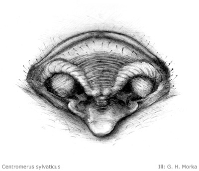 Centromrus sylvaticus 400 px.jpg