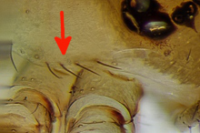 Datei:Psilochorus simoni 2014 Kiel fem Prosomastacheln-220.jpg