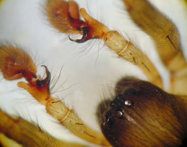 Datei:Amaurobius similis 9 1024.jpg