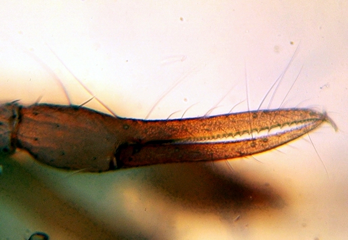 Datei:Chthonius heterodactylus schere2.jpg